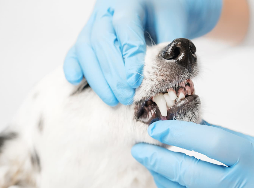 Dog Teeth Cleaning