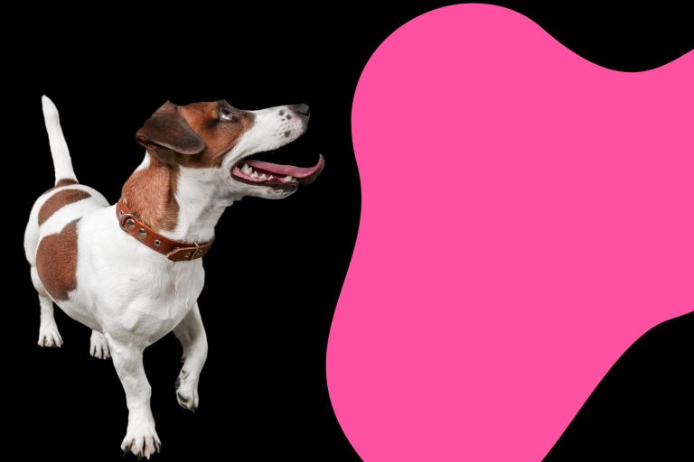 Wide-Awake Cosmetic Teeth Cleaning: Changing the Game in Pet Care