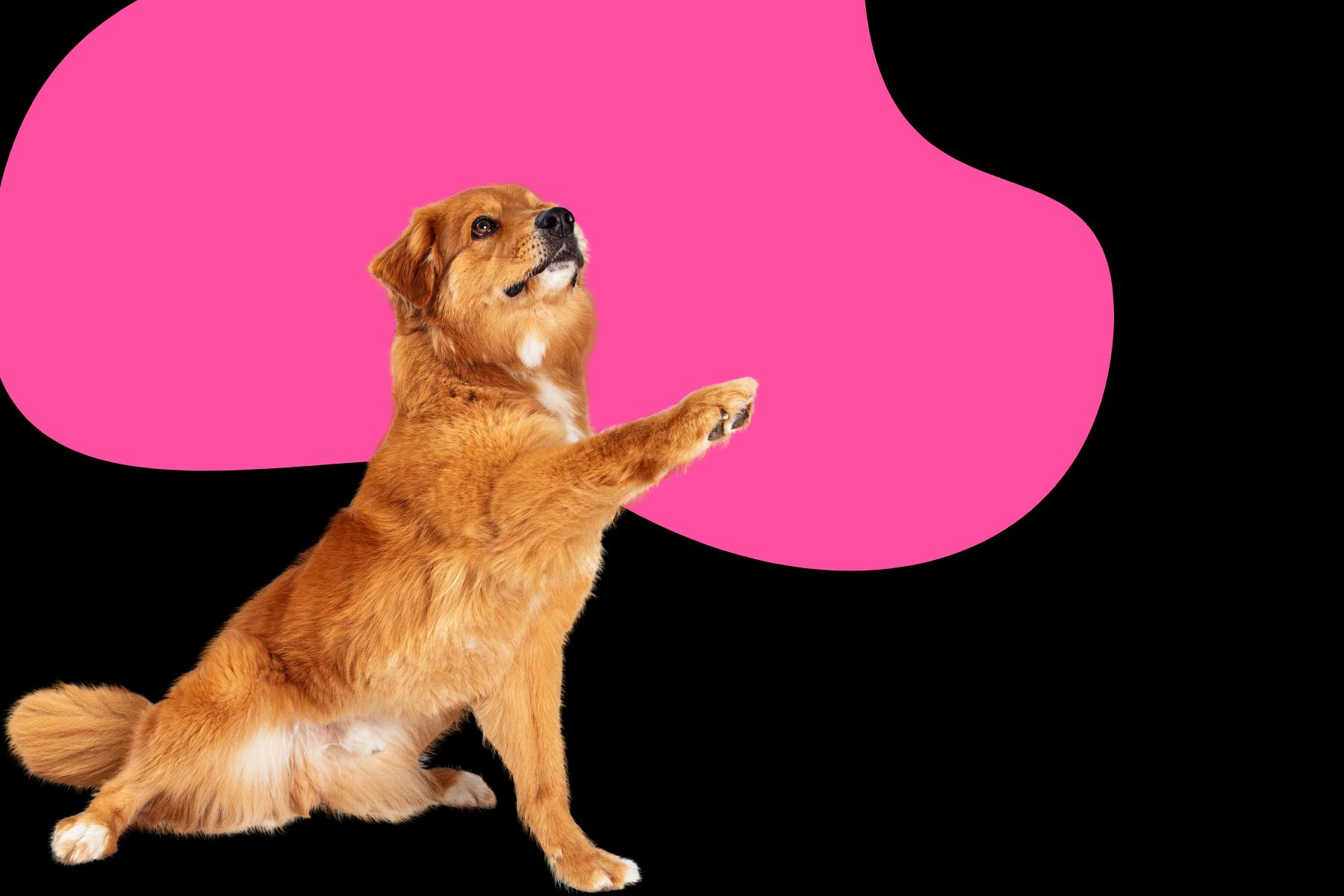 The 3x3x3 Rule for New Pets: Making Their First Days, Weeks, and Months a Success